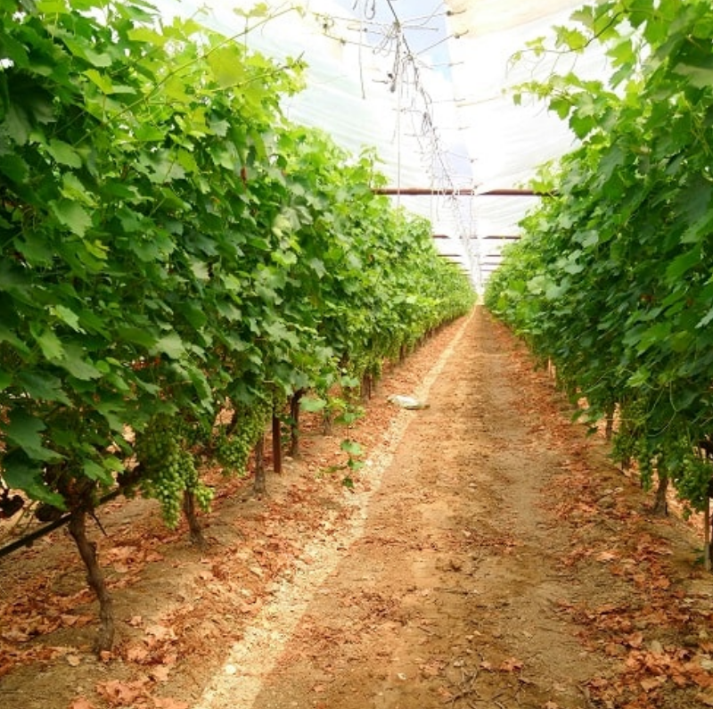 Un experto revisando un cultivo de uvas